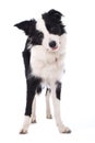 Young border collie dog standing on white background Royalty Free Stock Photo